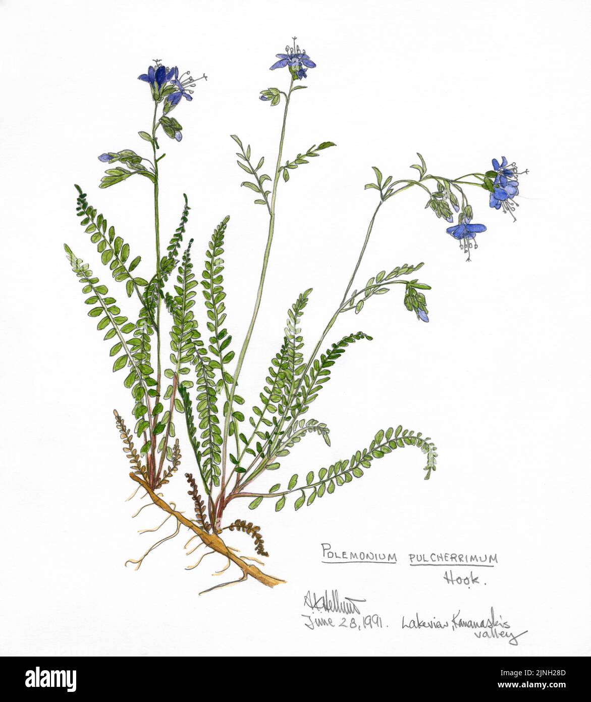 Polemonium pulcherrimum, Haken. Gemalt von A. Kåre Hellum im Kananaskis-Tal, ab 28. Juni 1991 Stockfoto