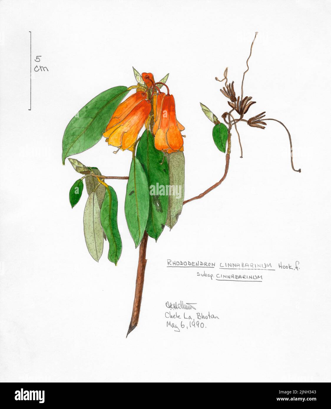 Rhododendron cinnabarinum, Haken,ƒ subsp. Cinnabarinum gemalt von A. Kåre Hellum in Chele La, Bhutan 06. Mai 1990 Stockfoto