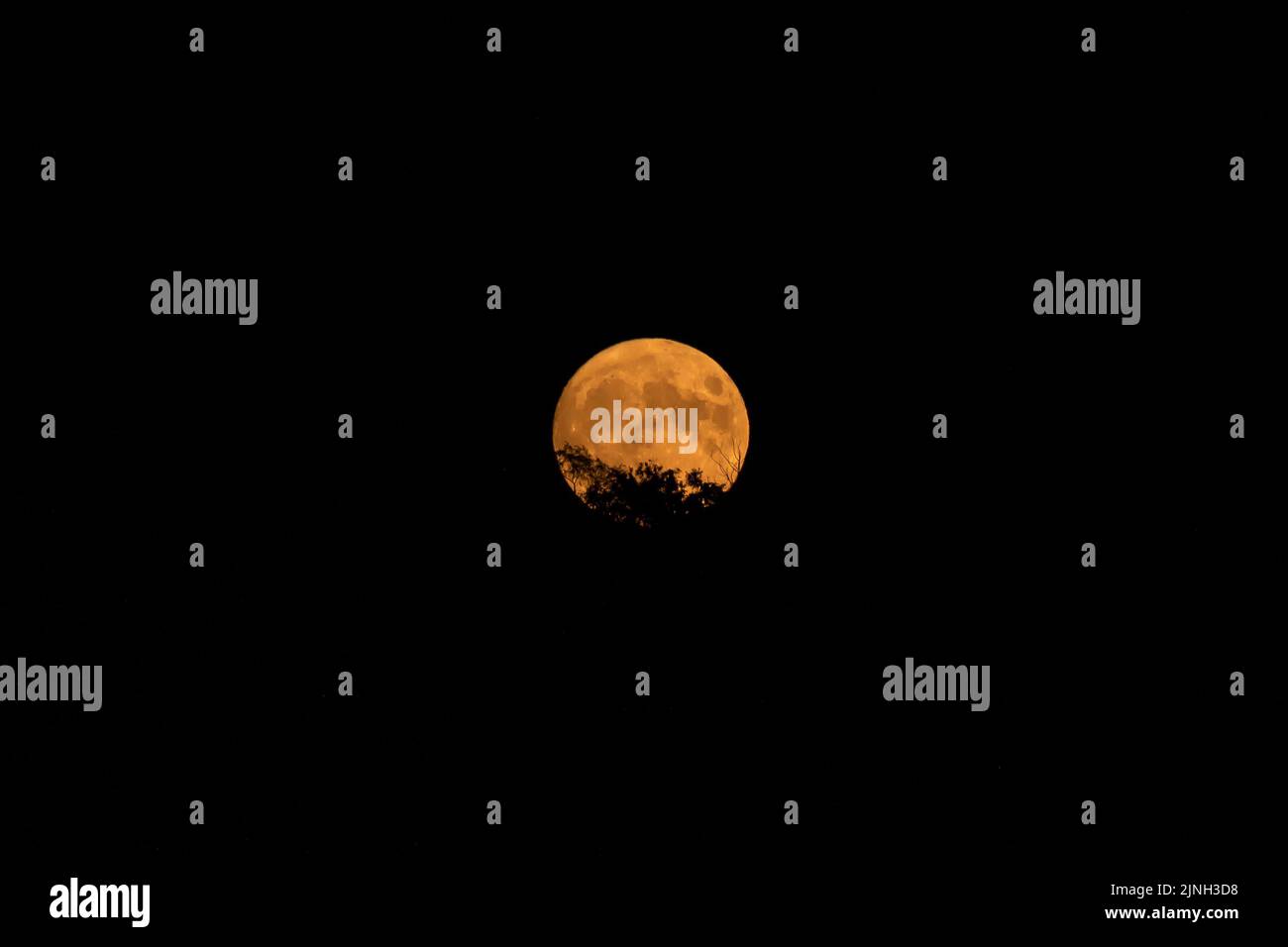 Der schöne und gelbe Supermond am 11. 2022. August hinter einigen Ästen Stockfoto