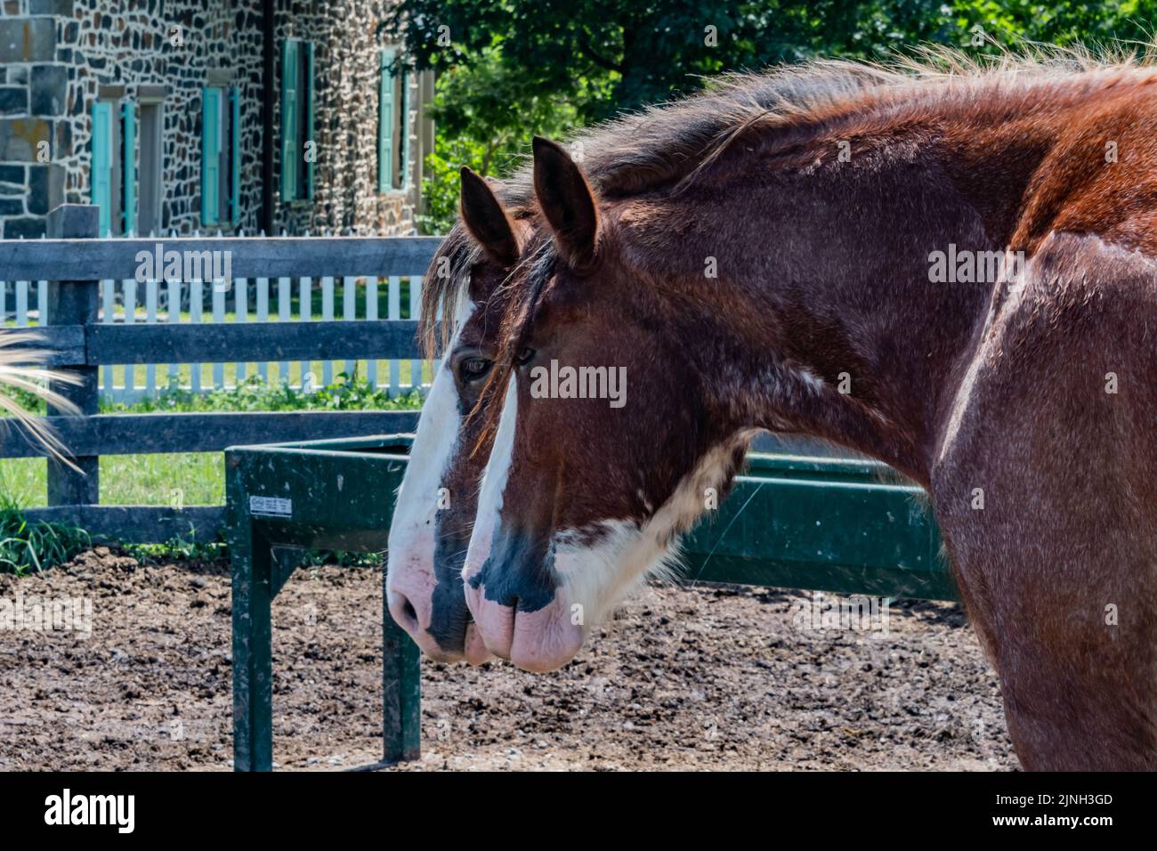 Pferde auf der Rose Farm, Gettysburg National Military Park, Pennsylvania, USA Stockfoto