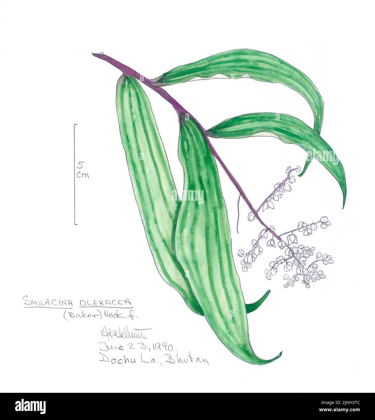 Smilacina oleracea, (Baker) Haken. ƒ gemalt von A. Kåre Hellum in Dorch La, Bhutan 23. Juni 1990 Stockfoto