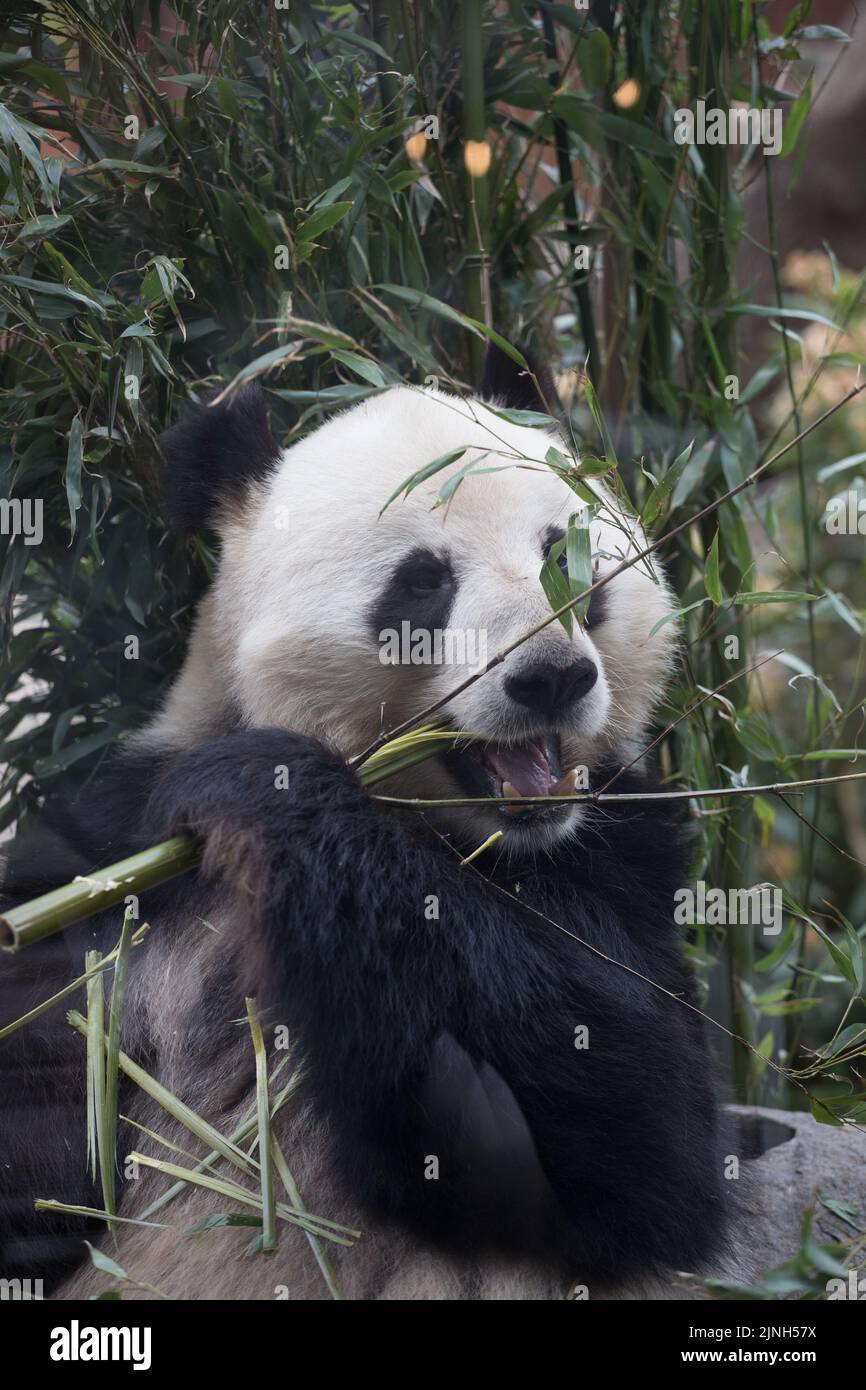 Nahaufnahme des männlichen Pandas im Zoo von Kopenhagen, beim Bamboo Dinner mit angenehm verschwommenem grünen Hintergrund Stockfoto