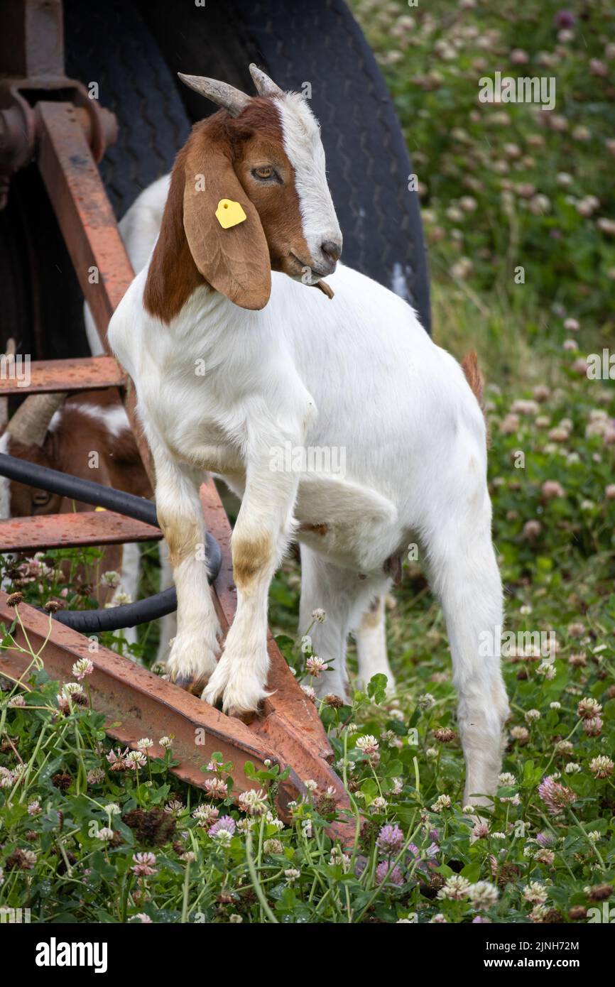 Eine niedliche Ziege auf der Weide mit landwirtschaftlicher Ausrüstung in Deutschland Stockfoto