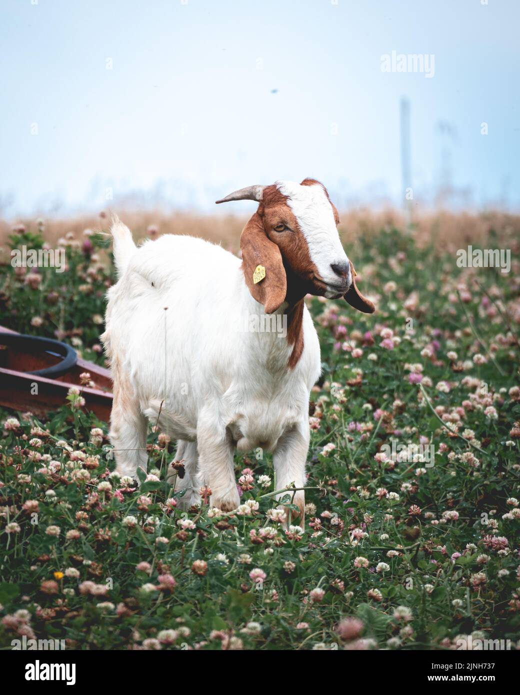 Eine niedliche Ziege auf der Weide in Deutschland Stockfoto