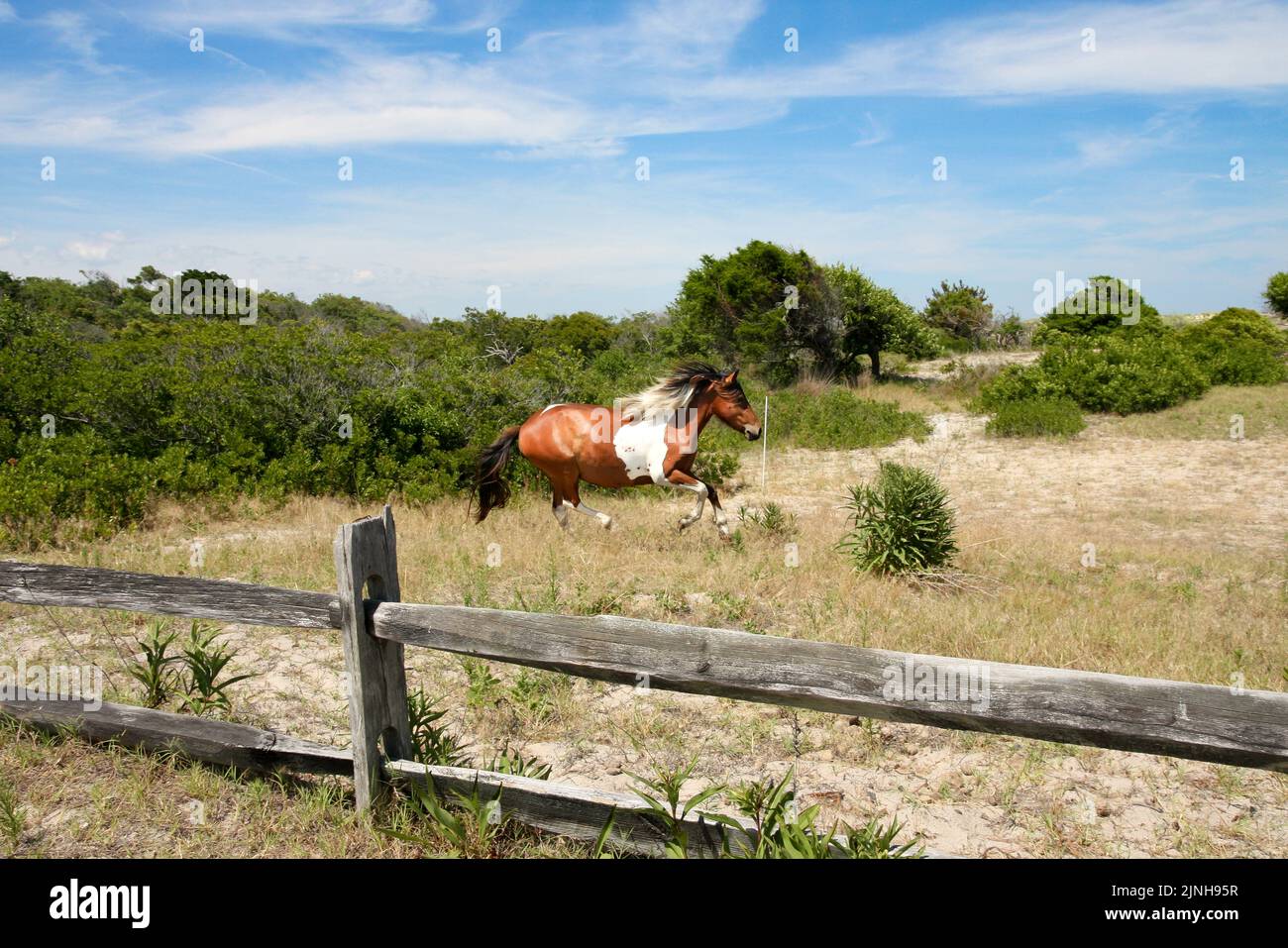 Ein wildes Pony läuft in Assateague Island National Seashore, Berlin, MD Stockfoto