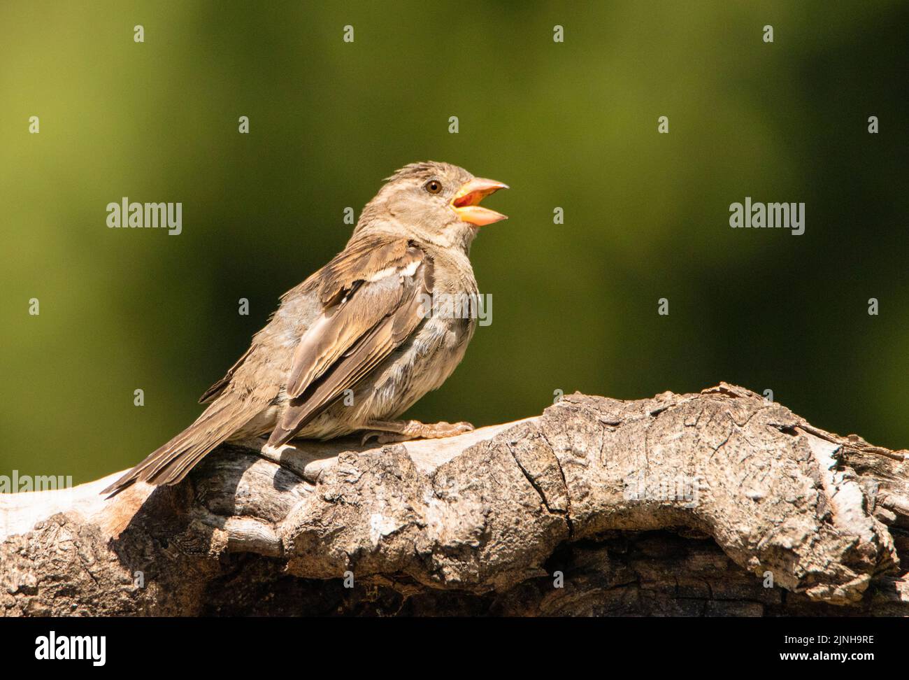House Sparrow, in Flight, Sommer 2022, Bedfordshire, Großbritannien Stockfoto