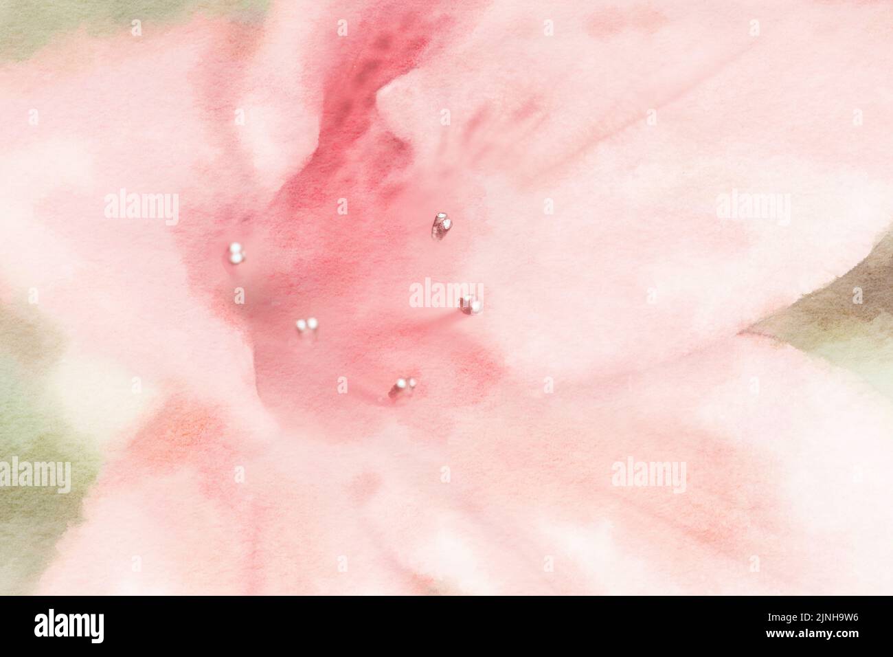 Romantische Blume Aquarell Malerei Nahaufnahme von pastellrosa Lilie. Stockfoto