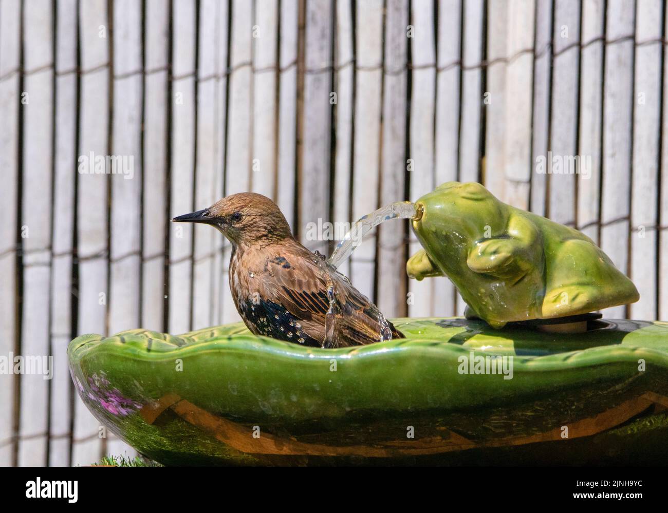 Starling in einem Frosch-Vogelbad, in einem Bedfordshire-Garten, Großbritannien Stockfoto