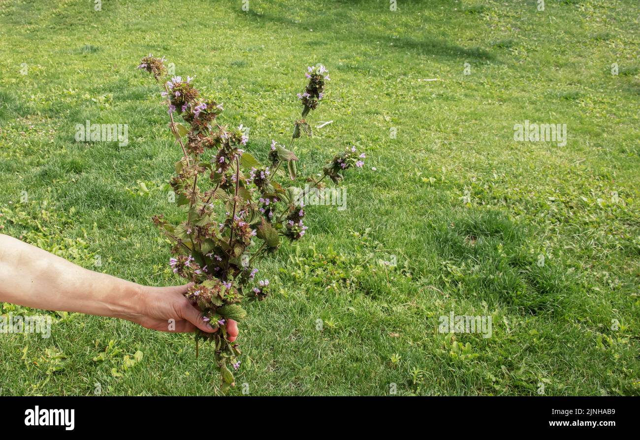 Eine Frau hält eine Heilpflanze in der Hand. Das Konzept der traditionellen Medizin. Stockfoto