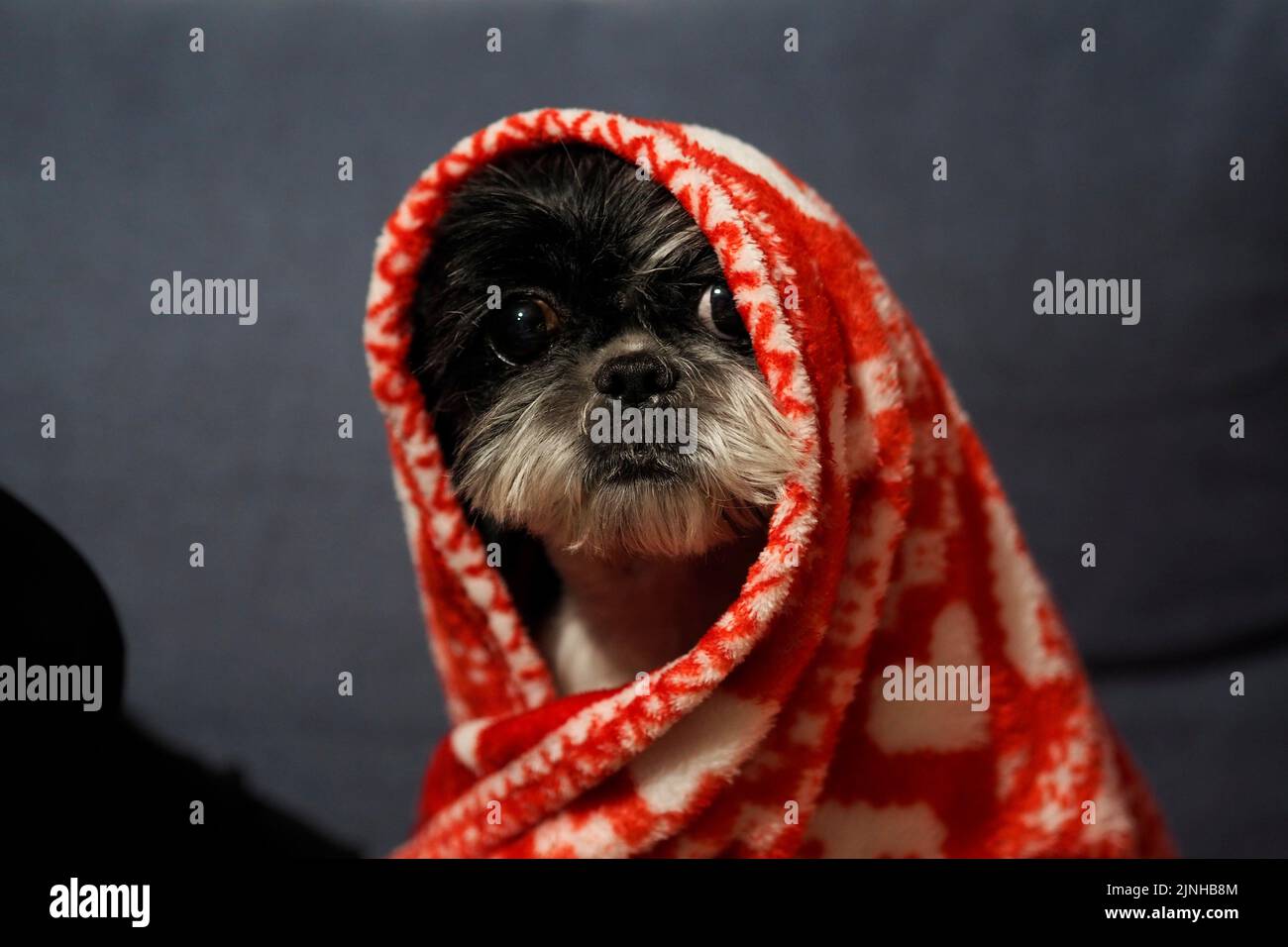 Ein kleiner Hund Shih Tzu ist kalt und in eine Decke gehüllt Stockfoto