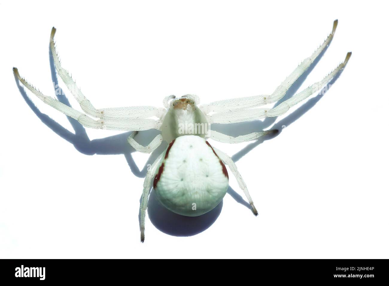 Krabbenspinne (Misumenta vatia) isoliert auf Weiß Stockfoto