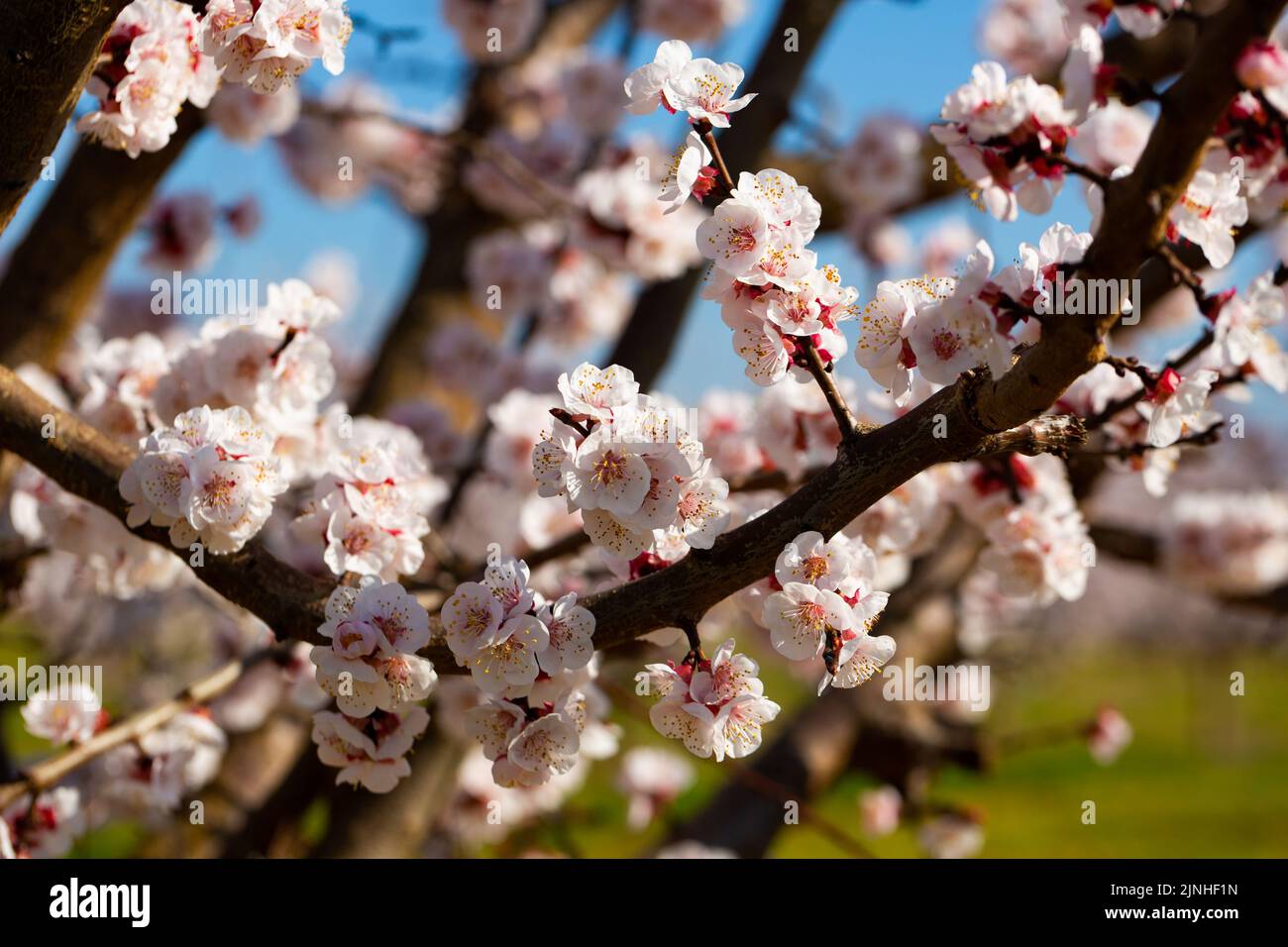 Blüten auf Aprikosenzweig Stockfoto