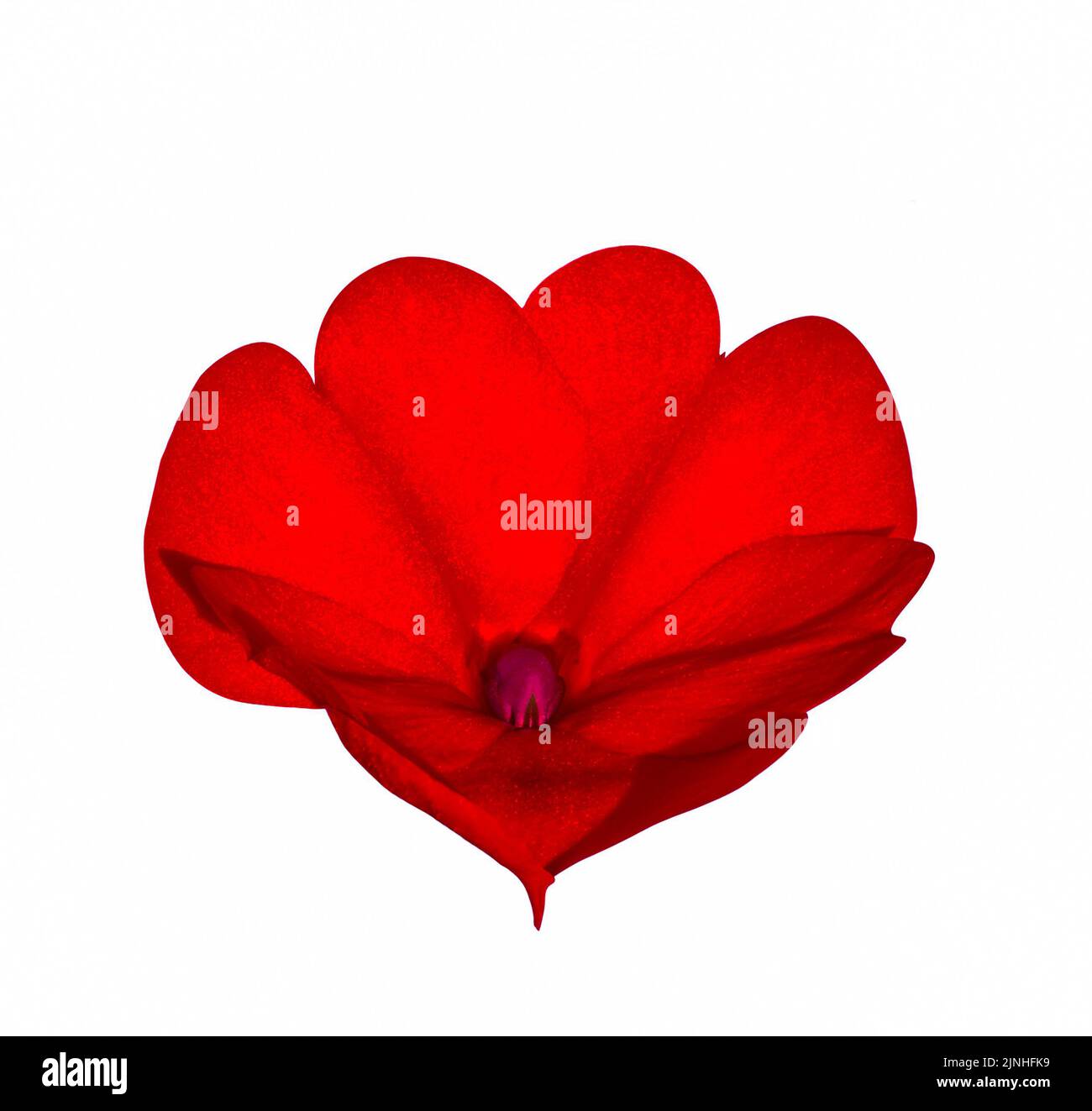 Dramatische rote Herz mit Satin-texturierten Blütenblättern abstrakten Ausschnitt isoliert auf weißem Hintergrund Stockfoto