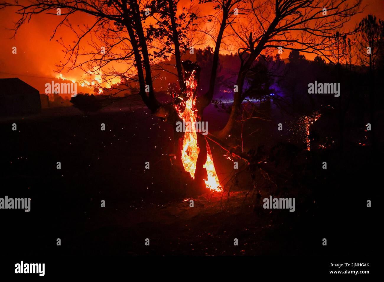 Ein brennender Baum im Inneren wird bei einem Waldbrand in Videmonte, Celorico da Beira, Portugal, am 11. August 2022 gesehen. REUTERS/Pedro Nunes Stockfoto