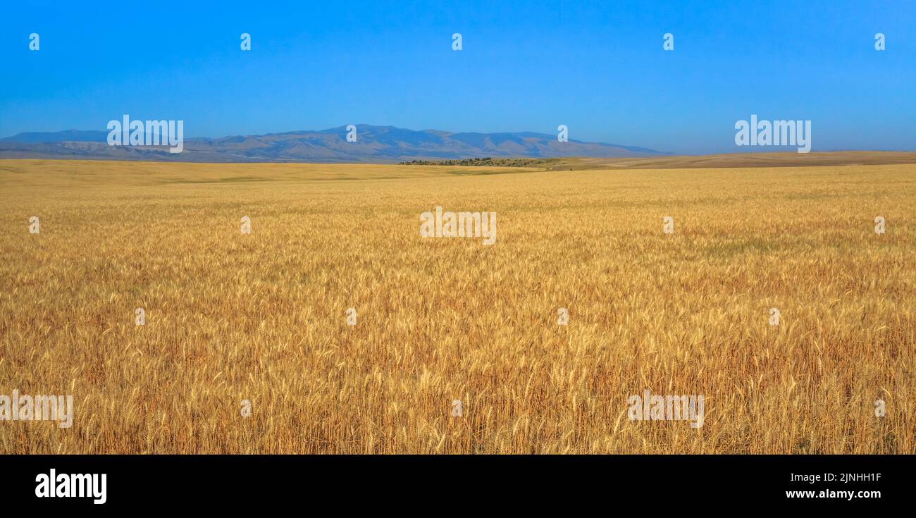Panorama eines Weizenfeldes unter den elkhorn Bergen bei townsend, montana Stockfoto