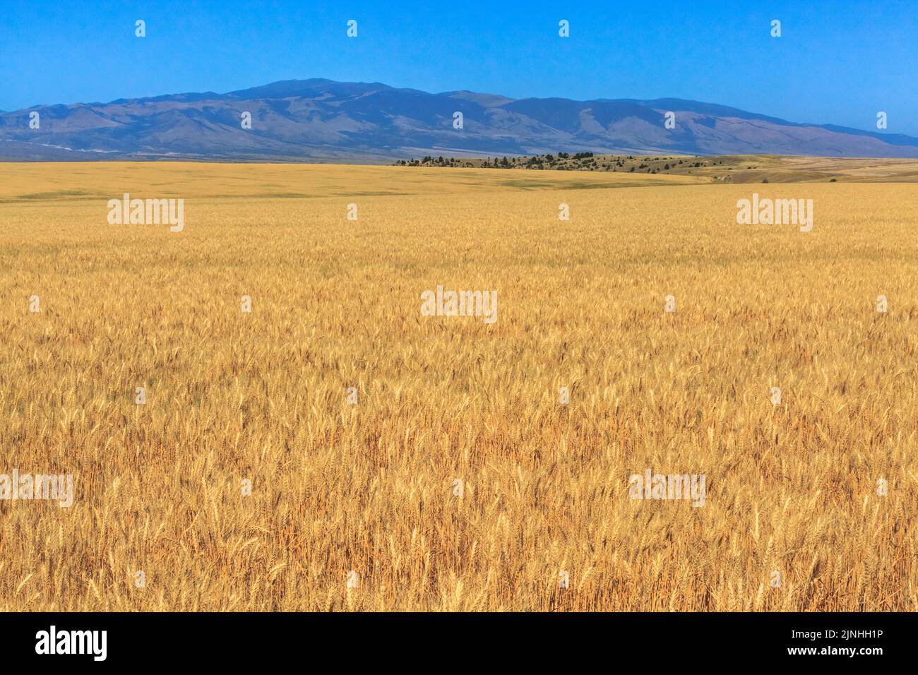 Weizenfeld unter den elkhorn Bergen bei townsend, montana Stockfoto