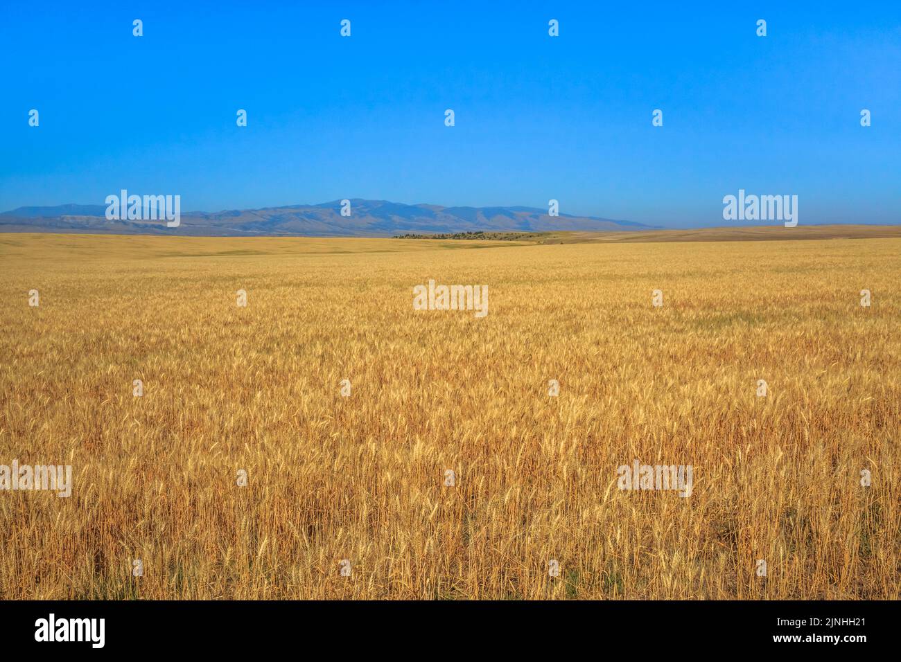 Weizenfeld unter den elkhorn Bergen bei townsend, montana Stockfoto