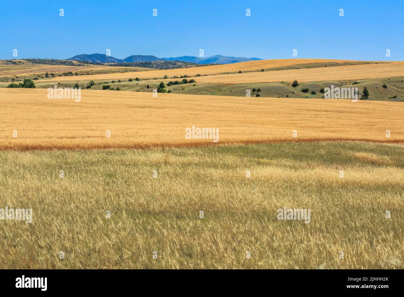 Weizenfelder über dem Cottonwood Creek Valley unterhalb der Big Belt Mountains in der Nähe von townsend, montana Stockfoto