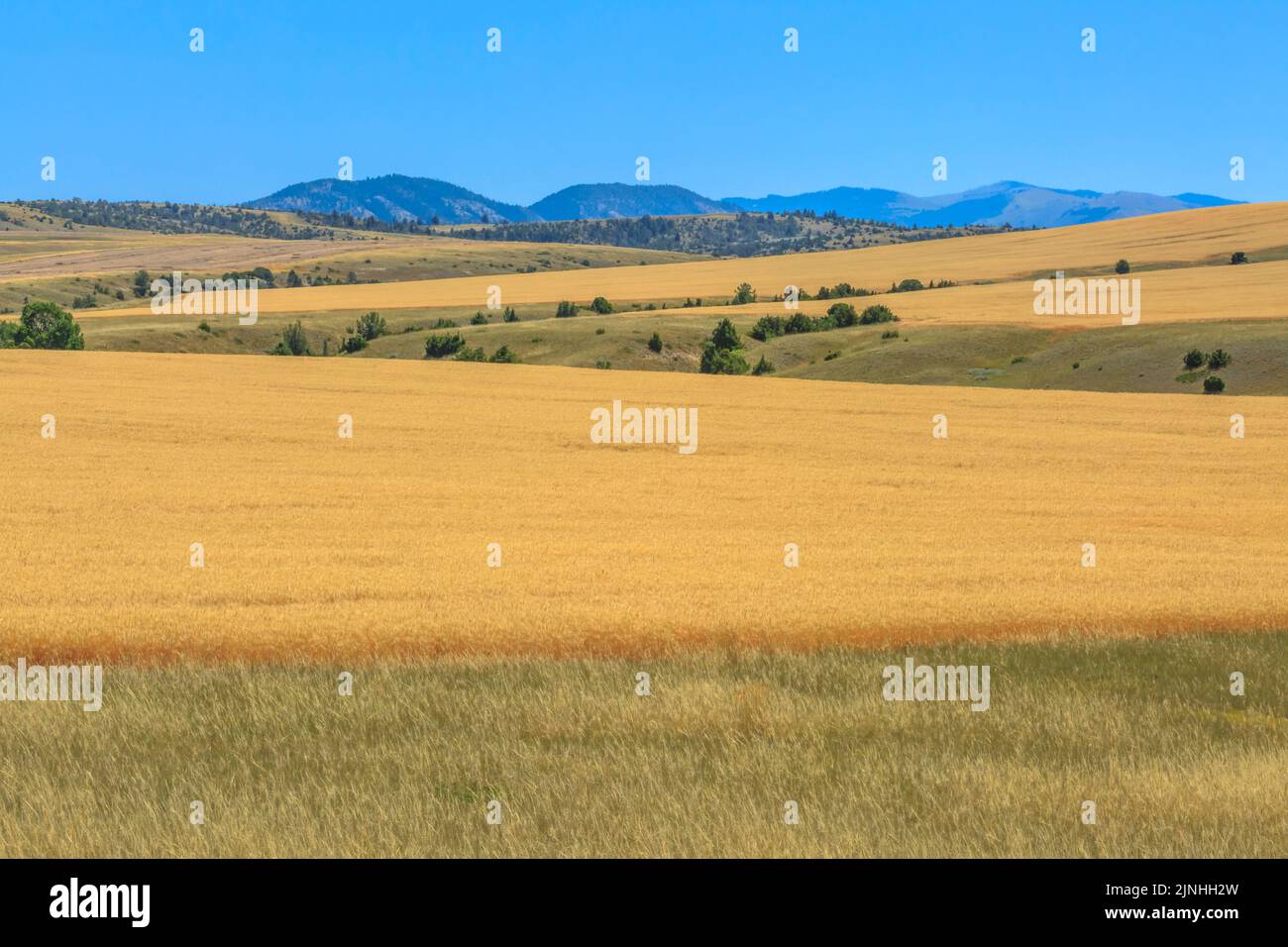 Weizenfelder über dem Cottonwood Creek Valley unterhalb der Big Belt Mountains in der Nähe von townsend, montana Stockfoto