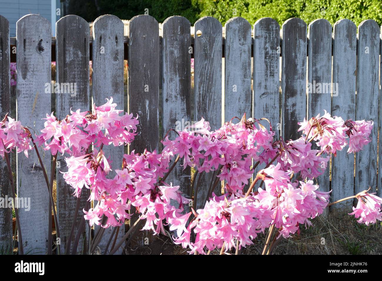 Abgenutzter Zaun mit hübschen rosa Blüten Stockfoto