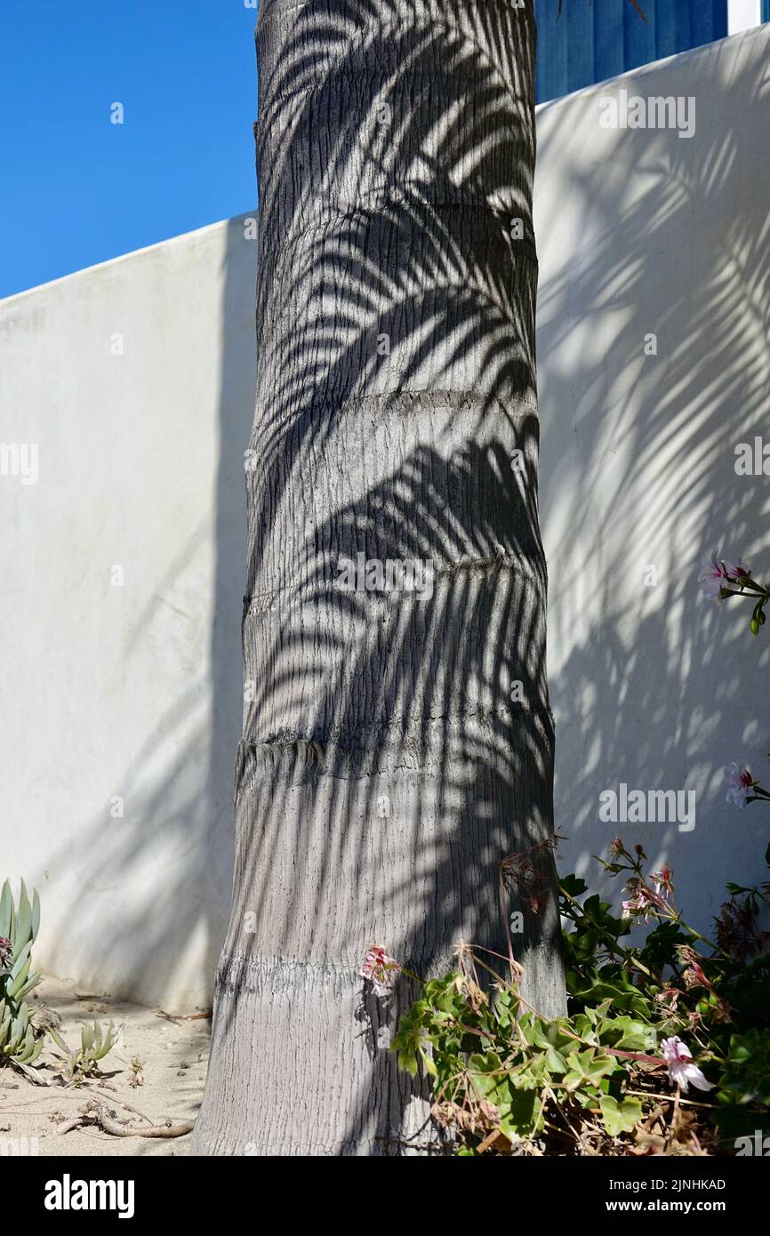 Schatten einer Palmwedel über dem Stamm auf einem anderen Stockfoto