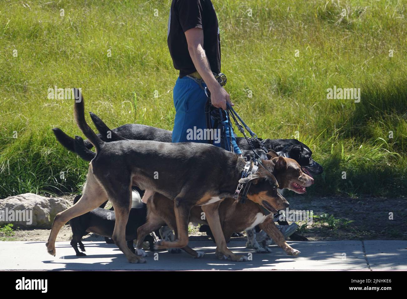 Professioneller Hundespaziergänger mit sechs Hunden im Park Stockfoto