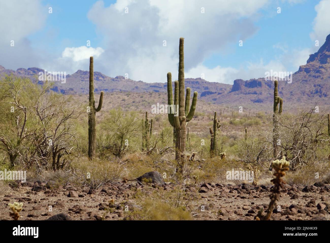 saguaro Kaktus in einer Wüste, die von Bergen umgeben ist Stockfoto