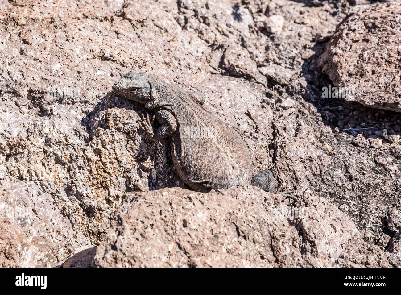 Eine Chuckwalla-Lizard in Siphon Draw, Lost Dutchman State Park, Arizona. Stockfoto