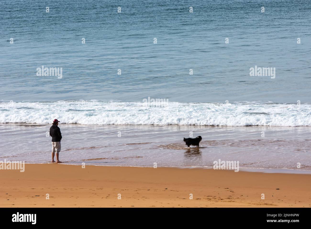 Ein Mann und sein Border Collie paddeln in der niedrigen Brandung am Narrabeen Beach Australia. Stockfoto