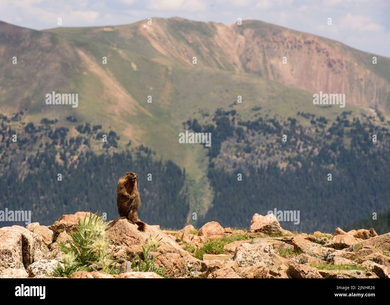 Marmot auf der Uhr Stockfoto