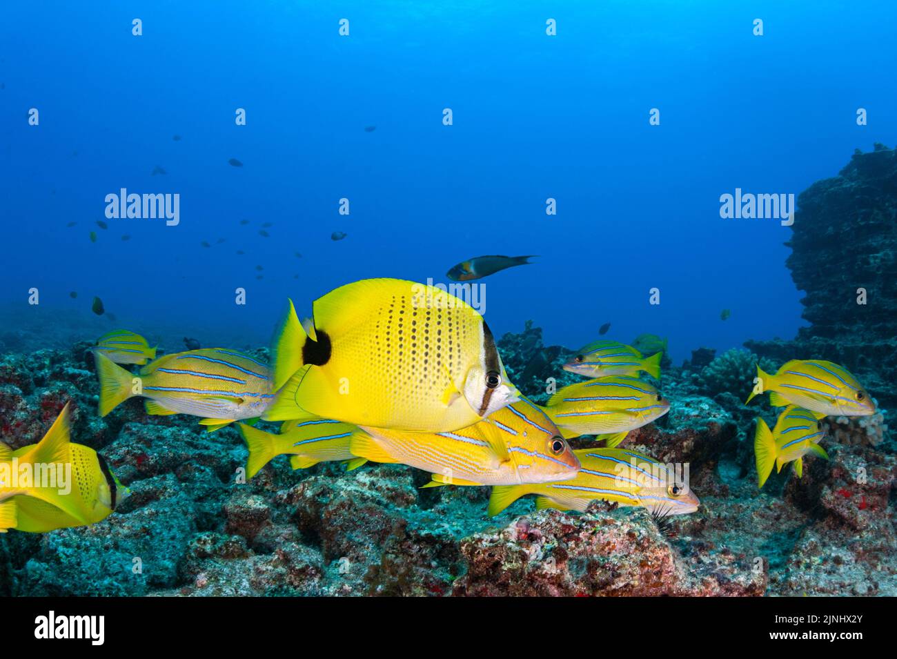 Endemischer Hirsesamen-Butterflyfish, Chaetodon miliaris, Blaureif-Snapper oder Ta'APE, Lutjanus kasmira und andere Rifffische bei Lehua Rock, Hawaii, USA Stockfoto