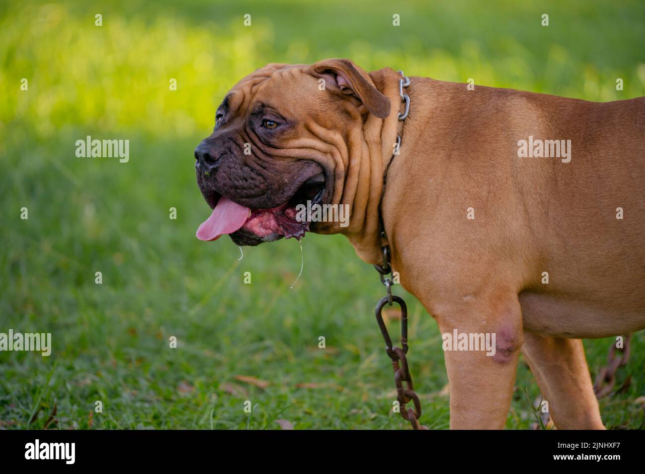 Brauner Pitbull-Welpe auf dem grünen Feld. Stockfoto