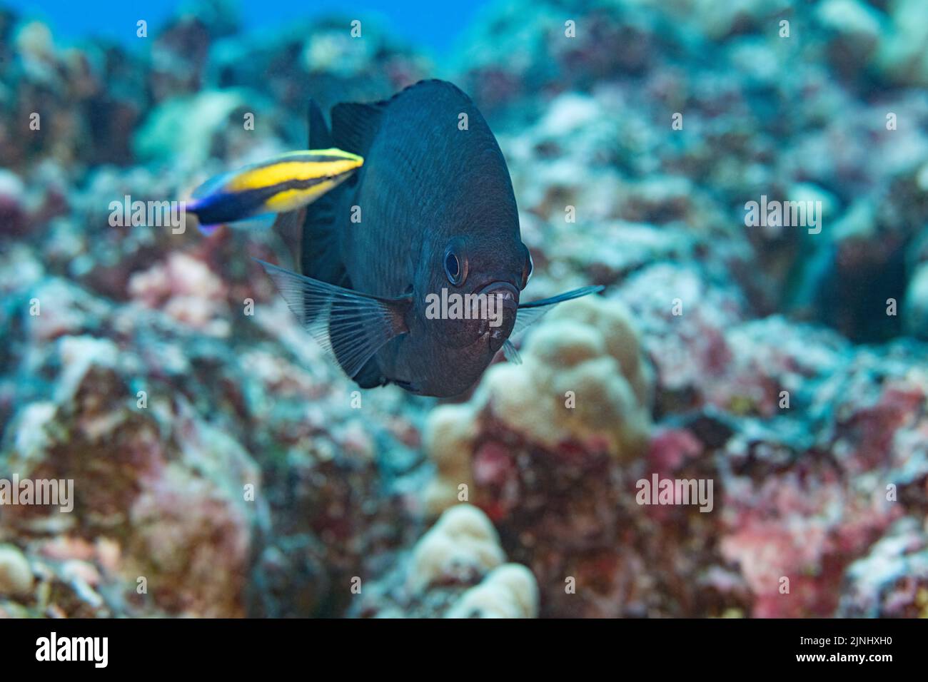 Endemische Dreipunkt-Chromis, Dreipunkt-Chromis oder Dreipunkt-Damsel, Chromis verator, mit verdunkelten Flecken, Wird von einem saubereren Wrasse, Hawaii, gereinigt Stockfoto