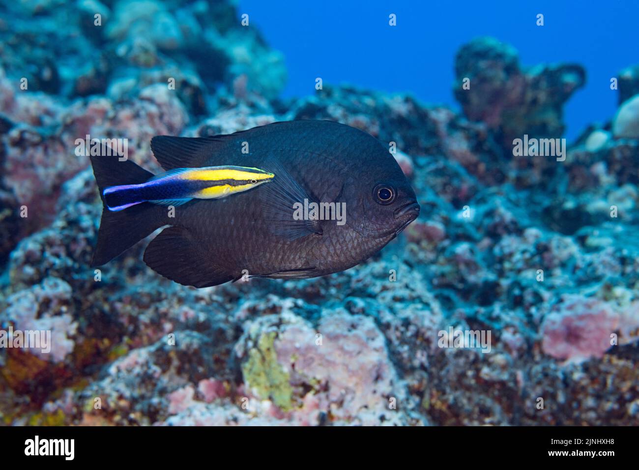 Endemische Dreipunkt-Chromis, Dreipunkt-Chromis oder Dreipunkt-Damsel, Chromis verator, mit verdunkelten Flecken, Wird von einem saubereren Wrasse, Hawaii, gereinigt Stockfoto