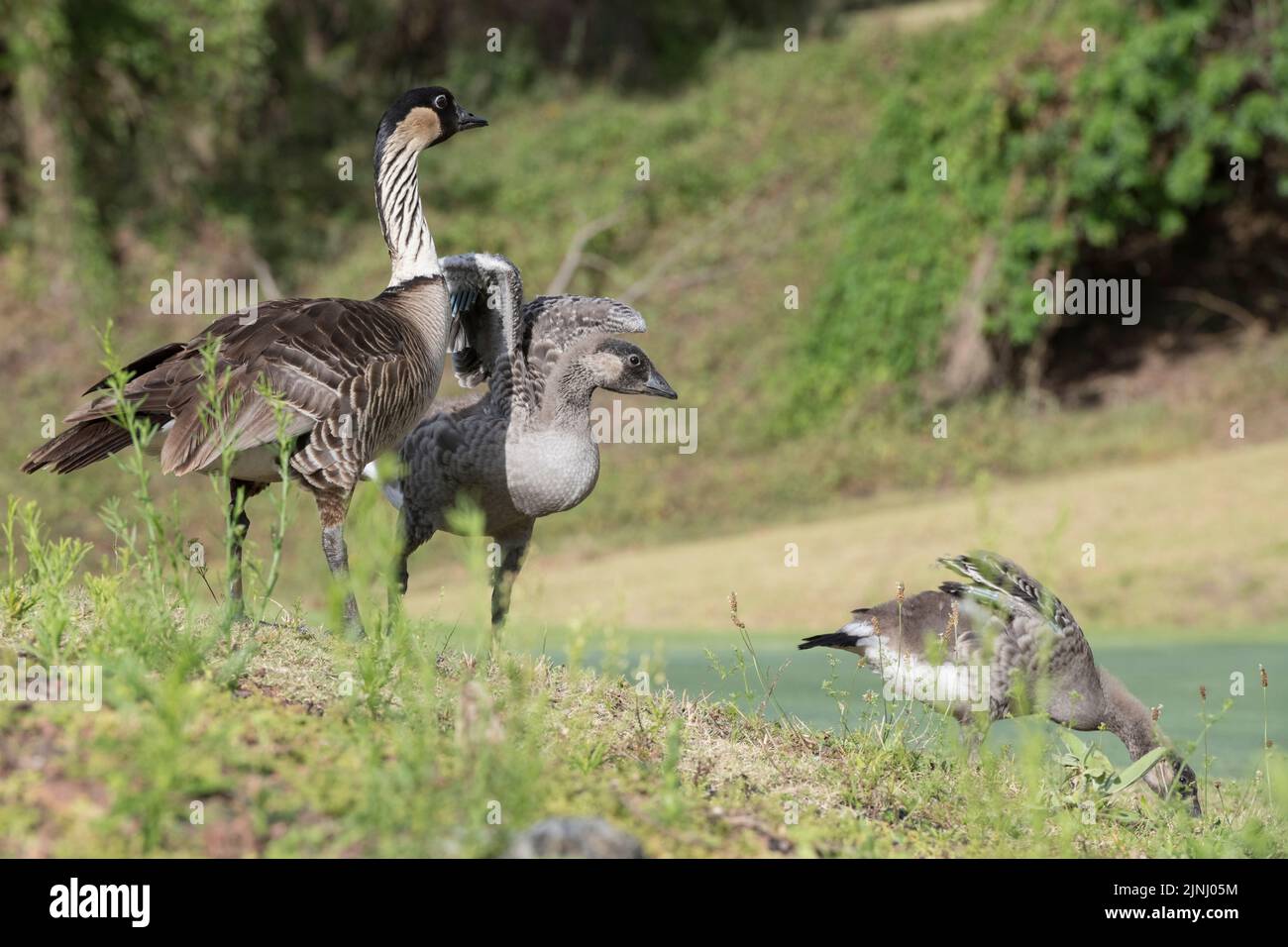 nene oder Hawaiianische Gans, Branta sandvicensis (endemische Art), die seltenste Gans der Welt, erwachsen mit großen Küken oder Gänsen, North Kona, Hawaii Stockfoto