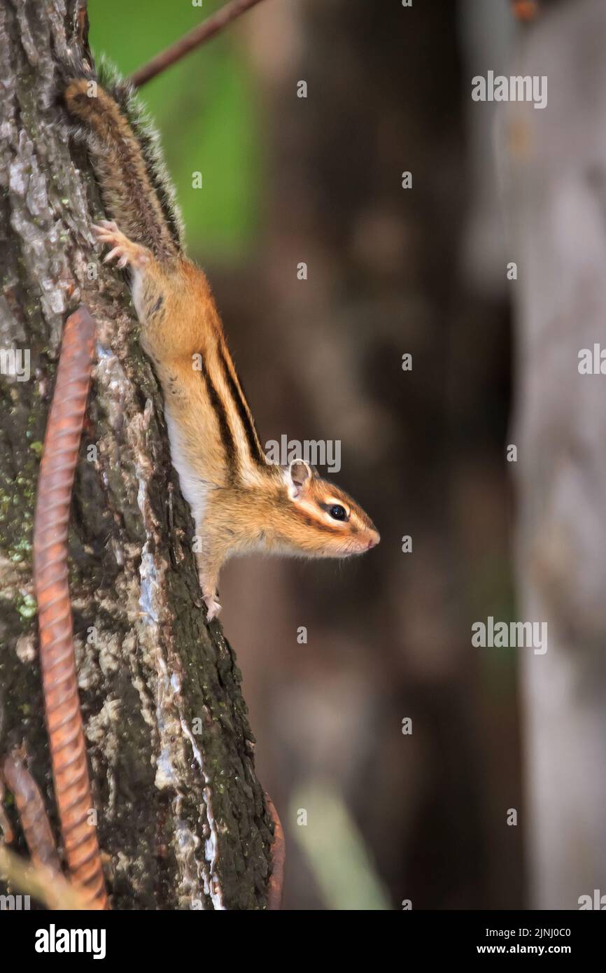 Kleiner schöner Streifenhörnchen im Wald auf einem Baum. Hochwertige Fotos Stockfoto