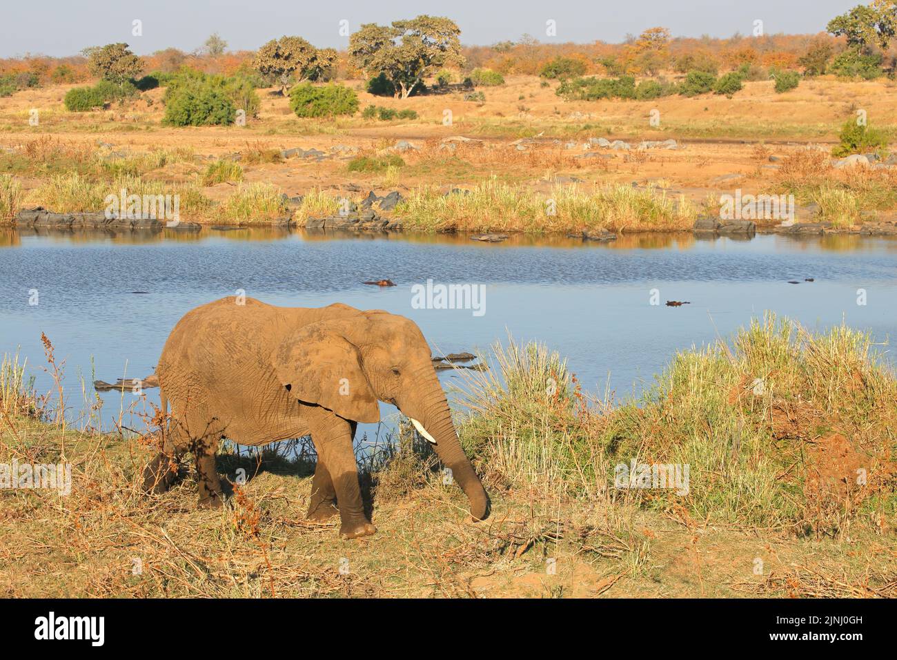 Afrikanischer Elefant (Loxodonta Africana) im natürlichen Lebensraum, Krüger Nationalpark, Südafrika Stockfoto