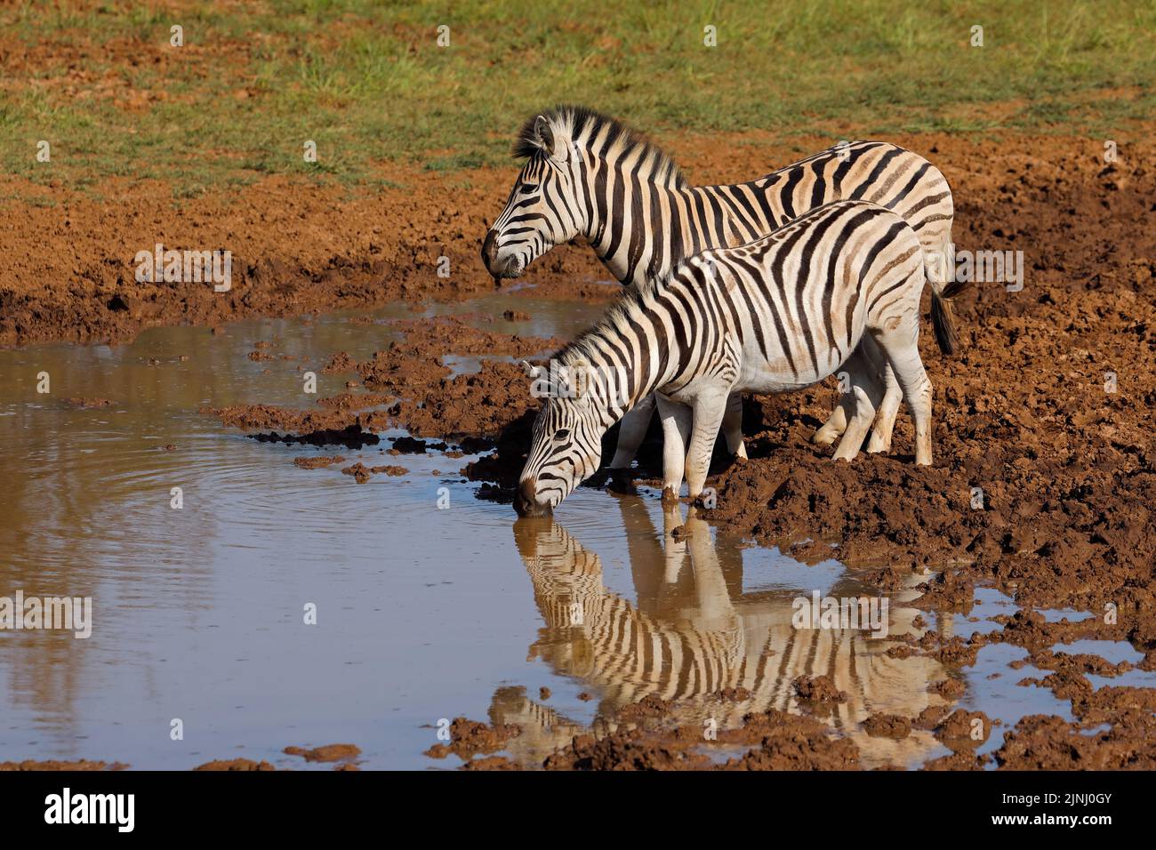 Plains Zebras (Equus burchelli) trinken an einem Wasserloch, Mokala National Park, Südafrika Stockfoto