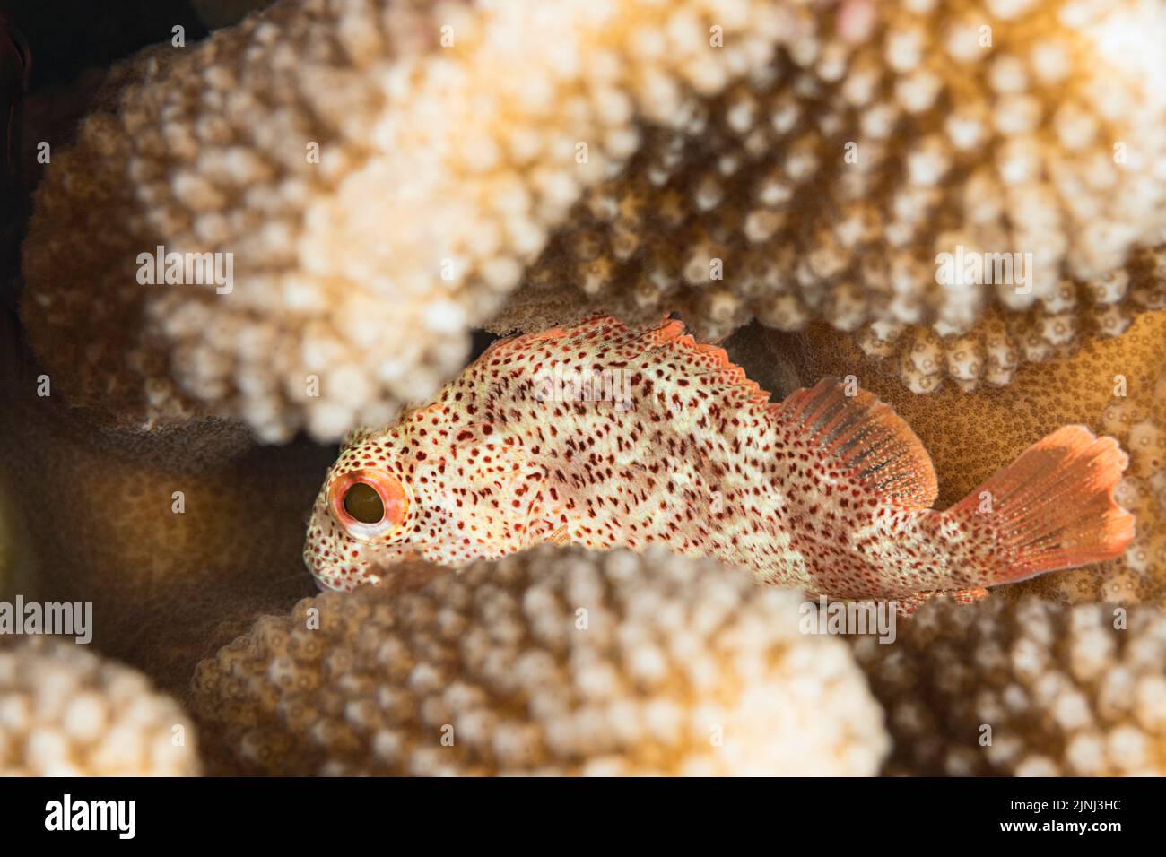 Endemischer hawaiiianischer Speckfisch oder Buckelnohu, Sebastapistes coniorta, versteckt in Ästen von Geweih-Korallen, North Kona, Hawaii, USA Stockfoto