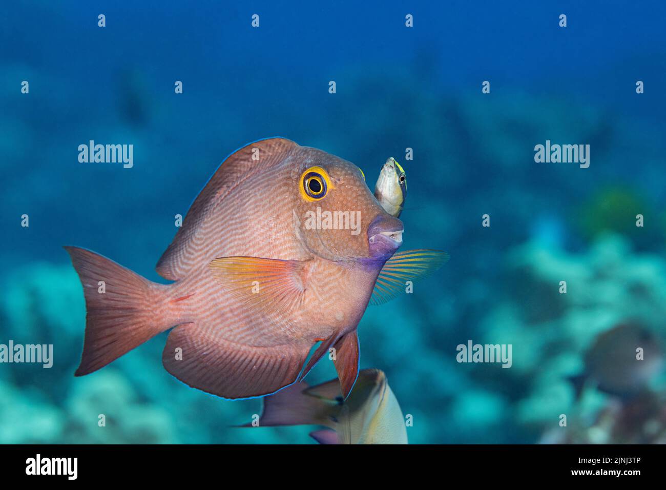Ein endemischer kole-tang- oder goldring-Surgeonfisch, Ctenochaetus strigosus, hält an einer Reinigungsstation inne, während ein endemischer hawaiianischer Reinigungswrack, Labroides, pausiert Stockfoto
