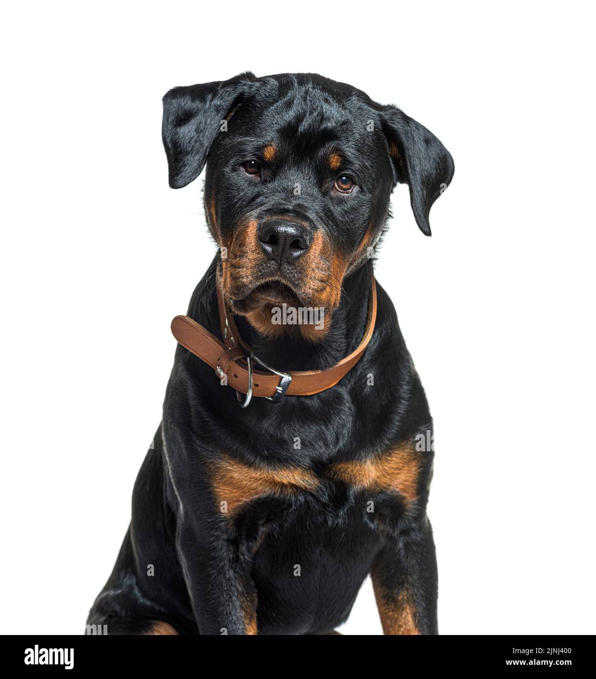 Schwarz-braun Rottweiler mit braunem Halsband Stockfoto