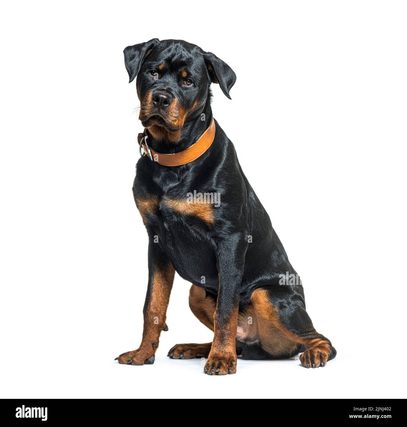 Schwarz-braun Rottweiler mit braunem Halsband Stockfoto