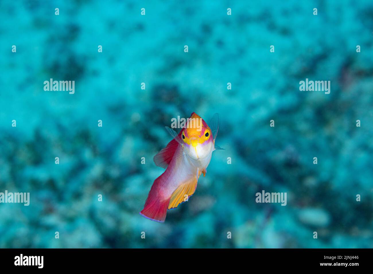 Flammenwrasse, Cirrhilabrus jordani (endemische Arten), Männchen, Kohanaiki, Nordkona, Hawaii (die große Insel), USA (Zentralpazifischer Ozean) Stockfoto