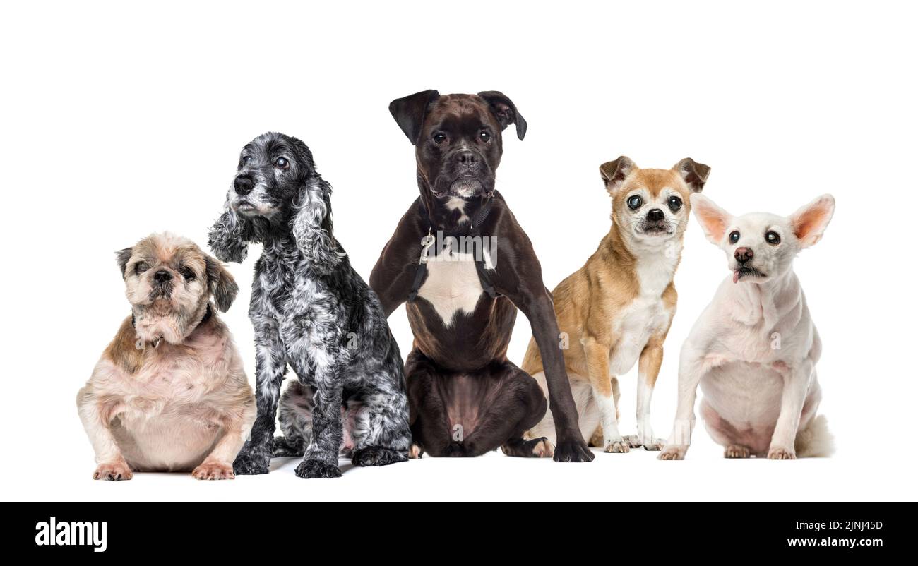 Gruppe von kranken, blinden, verletzten, behinderten Hunden und Katzen, die in einer Reihe stehen, isoliert auf Weiß Stockfoto