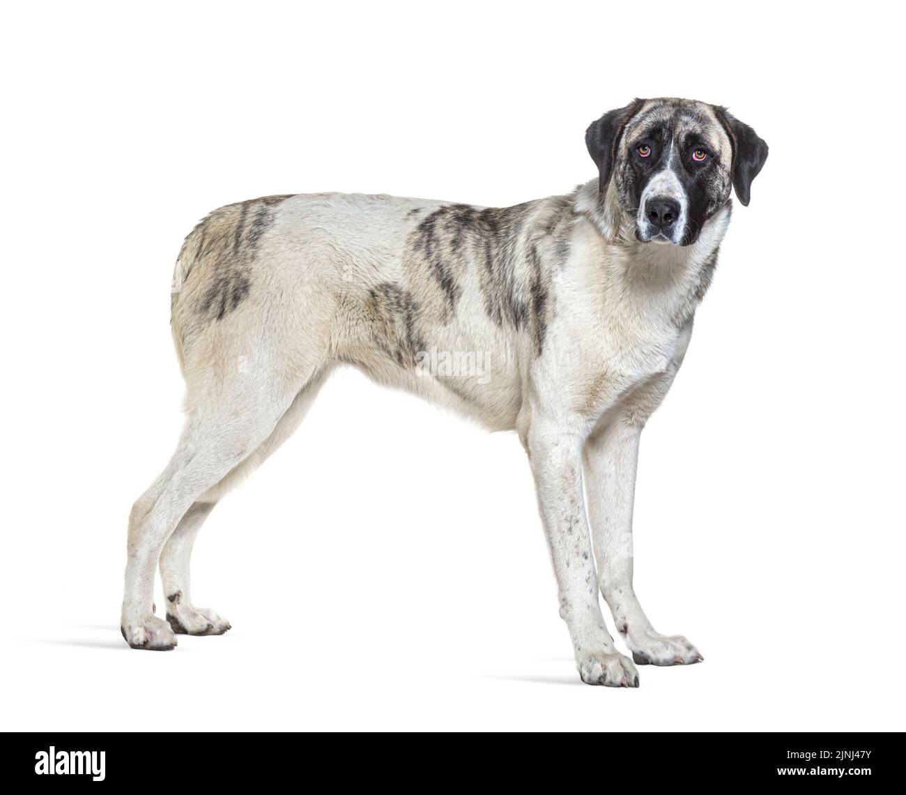 Seitenansicht eines Transmontano Mastiff Hundes, der auf weiß isoliert auf die Kamera schaut Stockfoto