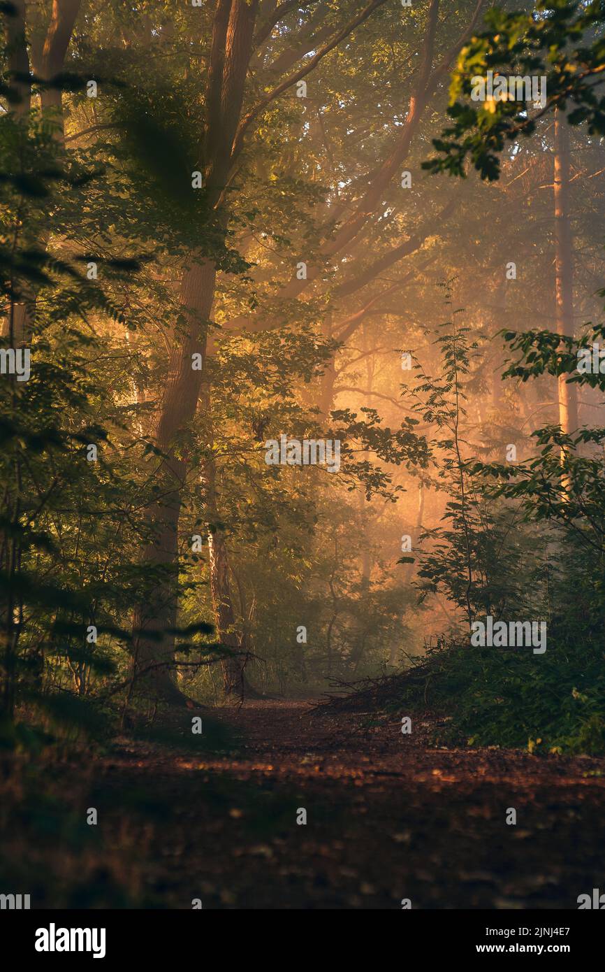 Sonniger Morgen in nebligen Wäldern. Hochwertige Fotos Stockfoto