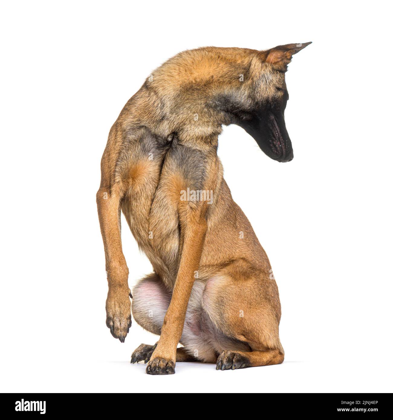 Der belgische Schäferhund Malinois blickt neugierig nach hinten, isoliert auf Weiß Stockfoto