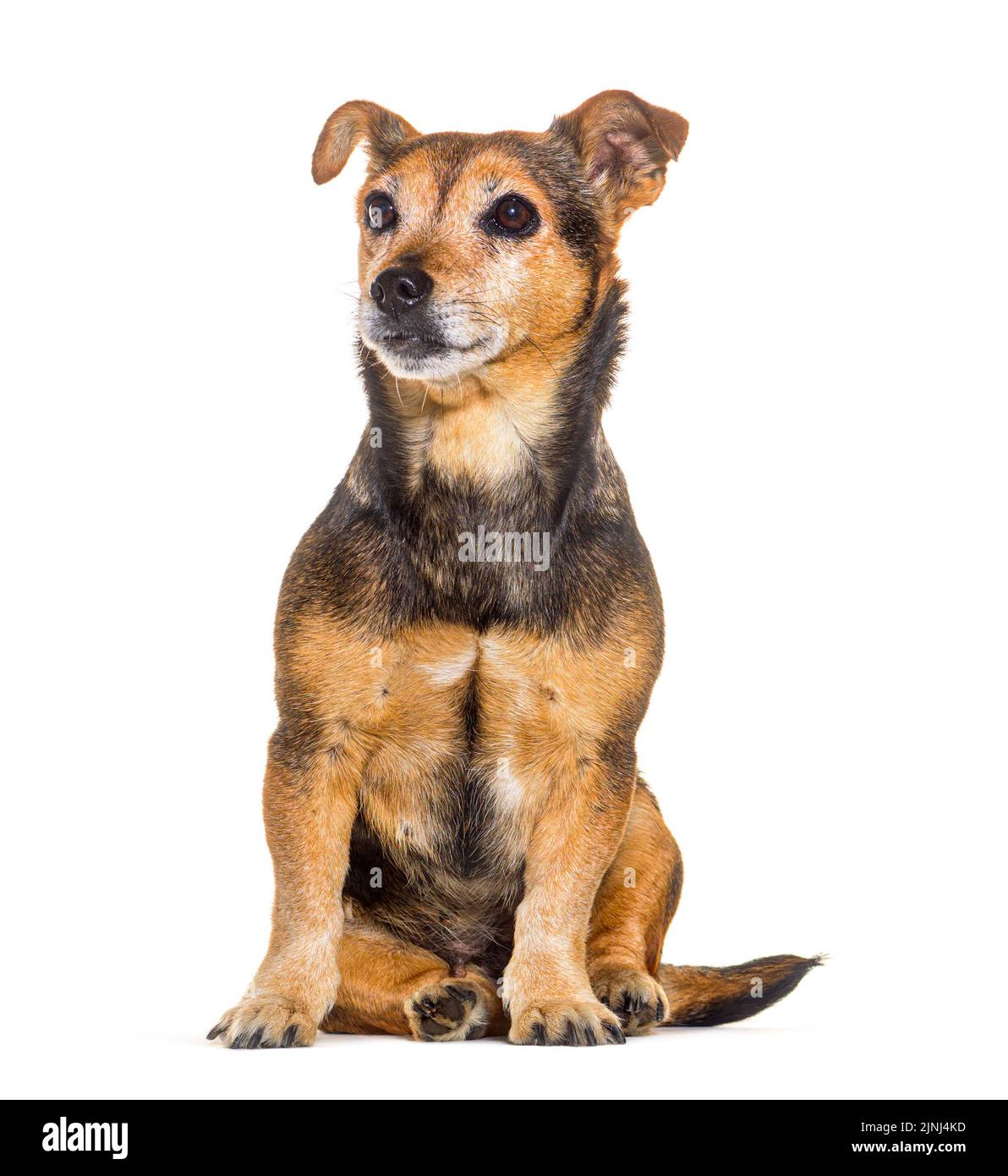 Alter Mischlingshund sitzt und schaut weg, isoliert auf Weiß Stockfoto