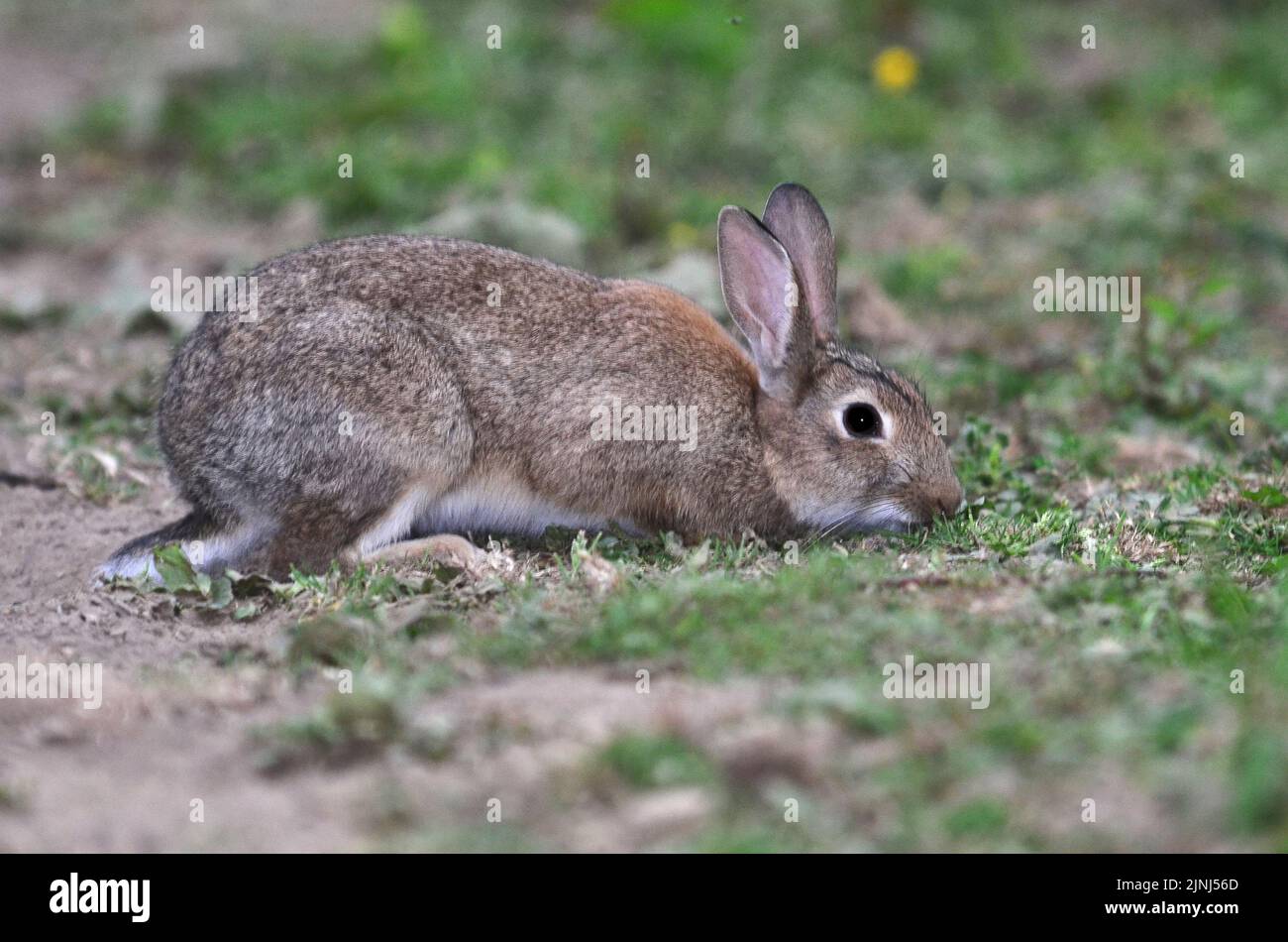 Kaninchen Oryctolagus cuniculus Stockfoto