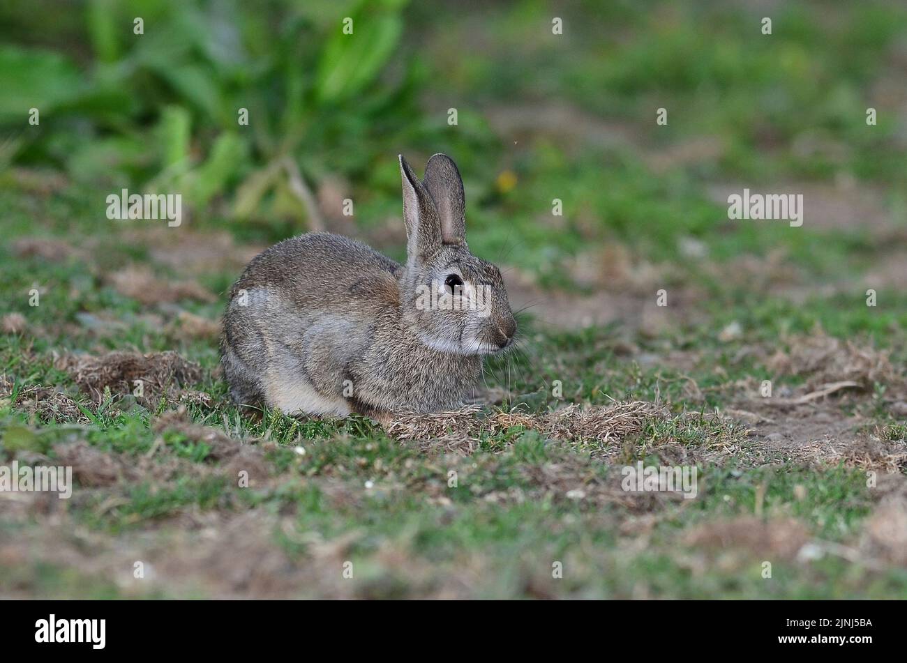 Kaninchen Oryctolagus cuniculus Stockfoto